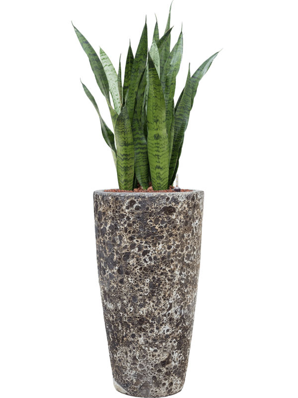 Ansamblu D35xH123cm cu planta naturala Sansevieria zeylanica in ghiveci Baq Lava all inclusive set cu granule decorative