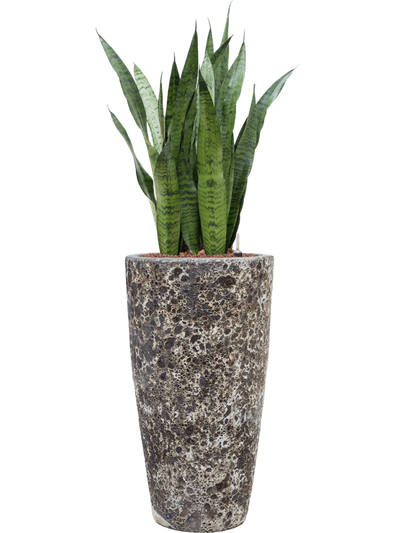 Ansamblu D35xH123cm cu planta naturala Sansevieria zeylanica in ghiveci Baq Lava all inclusive set cu granule decorative