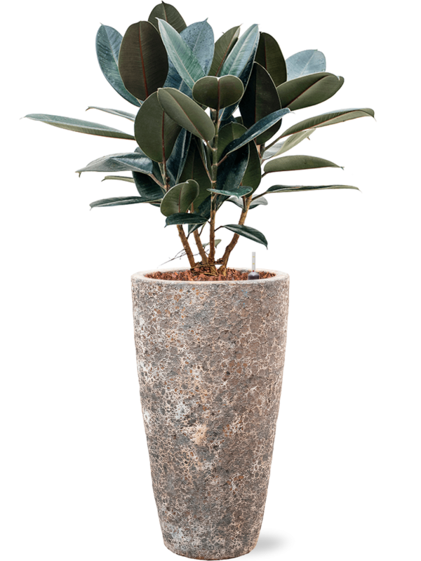 Ansamblu D35xH124cm cu planta naturala Ficus elastica 'Abidjan' in ghiveci Baq Lava all inclusive set cu granule decorative