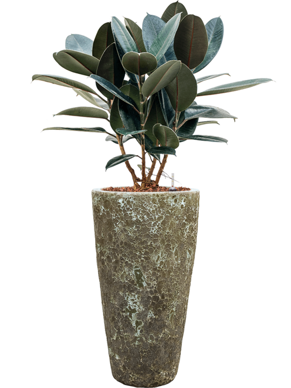 Ansamblu D35xH125cm cu planta naturala Ficus elastica 'Abidjan' in ghiveci Baq Lava all inclusive set cu granule decorative