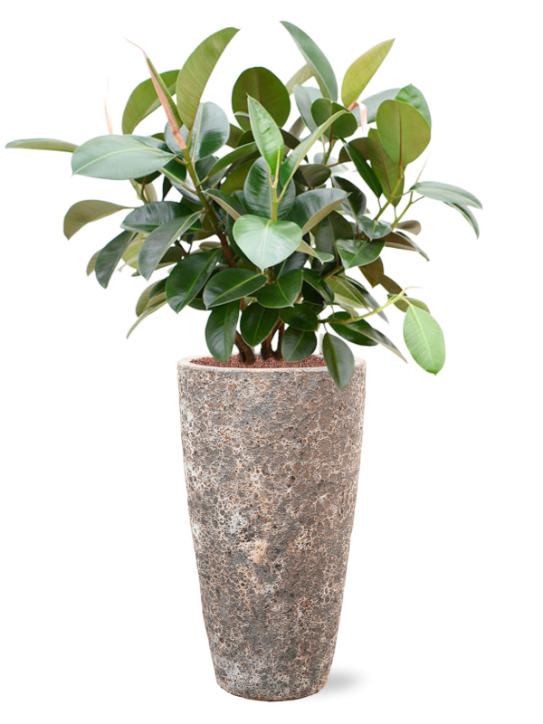 Ansamblu D35xH126cm cu planta naturala Ficus elastica 'Robusta' (70-100cm) in ghiveci Baq Lava all inclusive set cu granule decorative