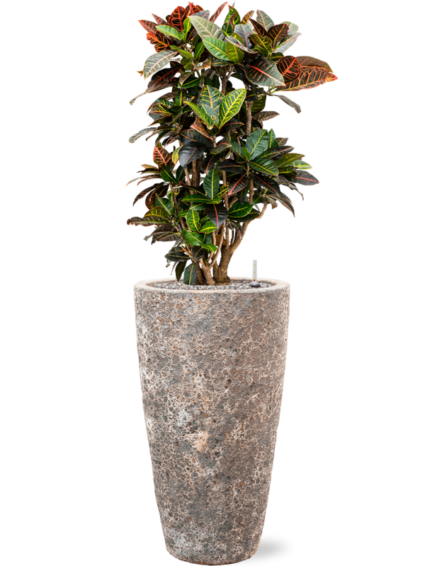 Ansamblu D35xH127cm cu planta naturala Croton (Codiaeum) variegatum 'Petra' in ghiveci Baq Lava all inclusive set cu granule decorative