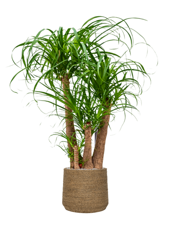 Ansamblu D35xH128cm cu planta naturala Beaucarnea recurvata in ghiveci Bohemian all inclusive set cu granule decorative