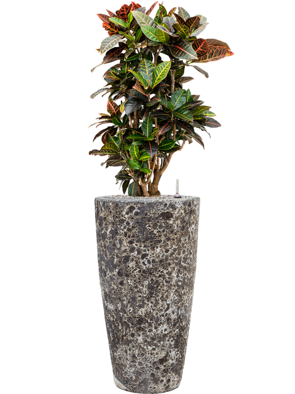 Ansamblu D35xH128cm cu planta naturala Croton (Codiaeum) variegatum 'Petra' in ghiveci Baq Lava all inclusive set cu granule decorative