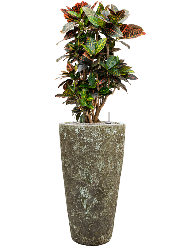 Ansamblu D35xH128cm cu planta naturala Croton (Codiaeum) variegatum 'Petra' in ghiveci Baq Lava all inclusive set cu granule decorative