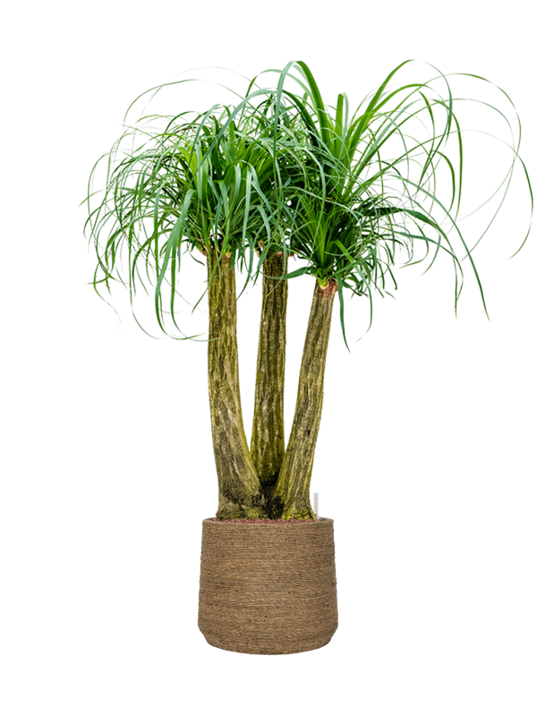 Ansamblu D35xH129cm cu planta naturala Beaucarnea recurvata in ghiveci Bohemian all inclusive set cu granule decorative