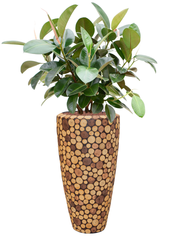 Ansamblu D35xH131cm cu planta naturala Ficus elastica 'Robusta' (70-100cm) in ghiveci Baq Facets Ageless all inclusive set cu granule decorative