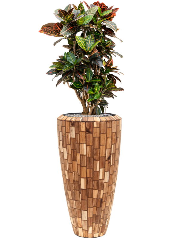 Ansamblu D35xH132cm cu planta naturala Croton (Codiaeum) variegatum 'Petra' in ghiveci Baq Facets Jenga all inclusive set cu granule decorative