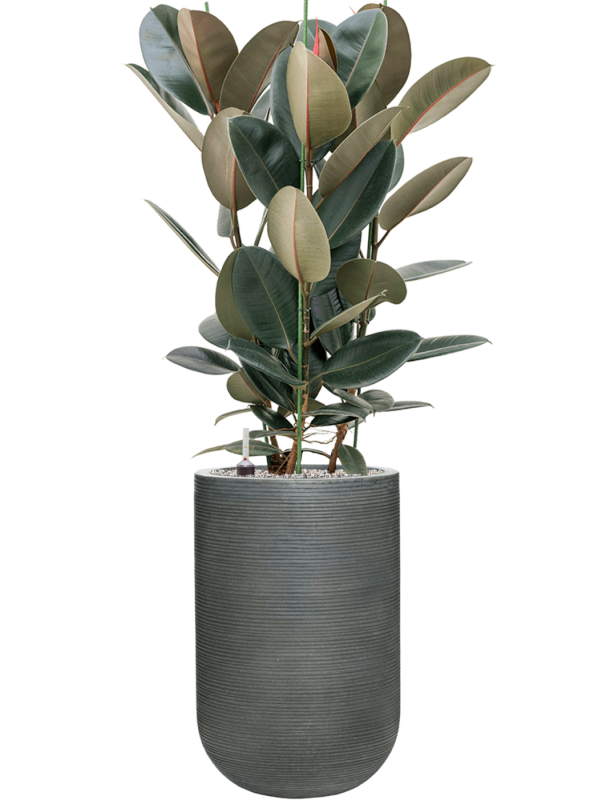 Ansamblu D35xH132cm cu planta naturala Ficus elastica 'Abidjan' in ghiveci Ridged Horizontally all inclusive set cu granule decorative