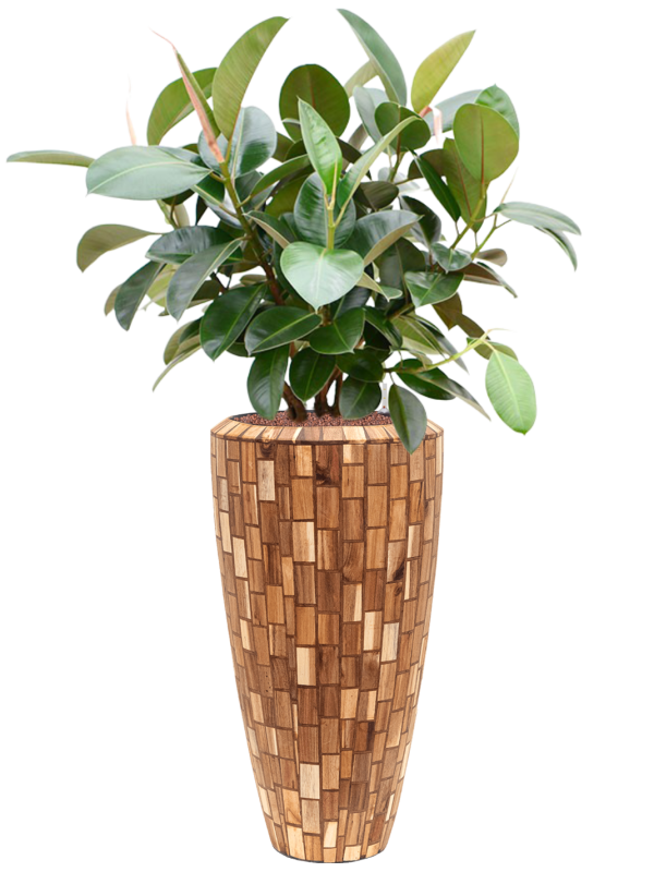 Ansamblu D35xH132cm cu planta naturala Ficus elastica 'Robusta' (70-100cm) in ghiveci Baq Facets Jenga all inclusive set cu granule decorative