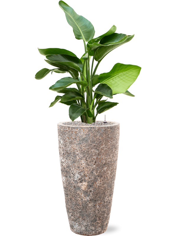 Ansamblu D35xH133cm cu planta naturala Strelitzia nicolai in ghiveci Baq Lava all inclusive set cu granule decorative