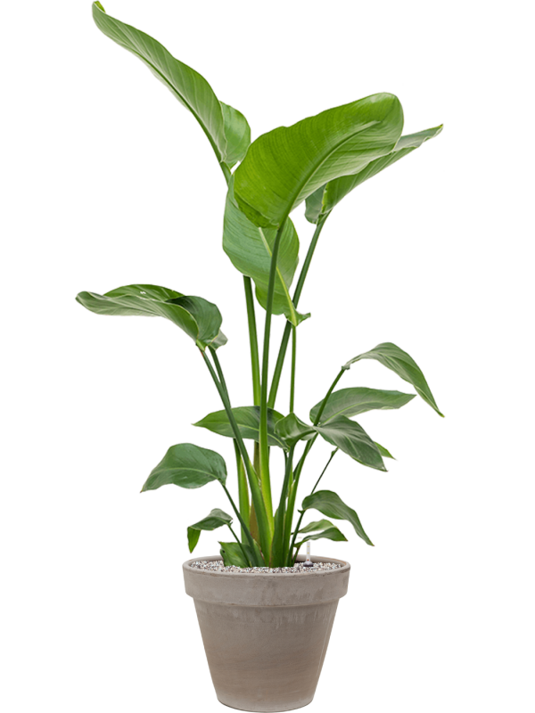 Ansamblu D35xH136cm cu planta naturala Strelitzia nicolai in ghiveci Terra Cotta all inclusive set cu granule decorative