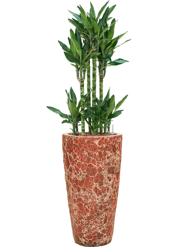 Ansamblu D35xH138cm cu planta naturala Dracaena fragrans 'Burundii' in ghiveci Baq Lava all inclusive set cu granule decorative