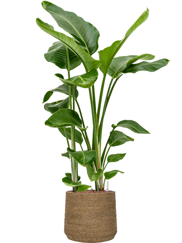 Ansamblu D35xH138cm cu planta naturala Strelitzia nicolai in ghiveci Bohemian all inclusive set cu granule decorative