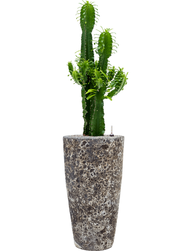 Ansamblu D35xH140cm cu planta naturala Euphorbia erytrea in ghiveci Baq Lava all inclusive set cu granule decorative