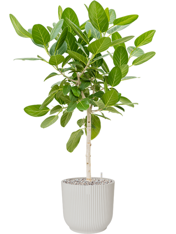 Ansamblu D35xH140cm cu planta naturala Ficus benghalensis 'Audrey' in ghiveci Vibes Fold all inclusive set cu granule decorative