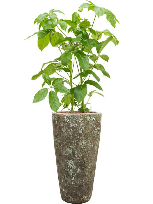 Ansamblu D35xH142cm cu planta naturala Schefflera actinophylla 'Amate' in ghiveci Baq Lava all inclusive set cu granule decorative