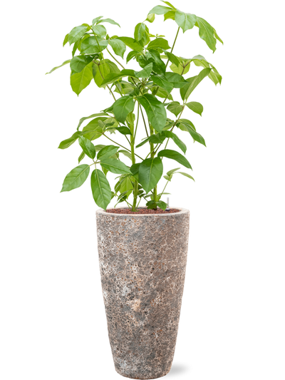 Ansamblu D35xH142cm cu planta naturala Schefflera actinophylla 'Amate' in ghiveci Baq Lava all inclusive set cu granule decorative