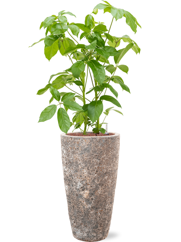 Ansamblu D35xH142cm cu planta naturala Schefflera actinophylla 'Amate' in ghiveci Baq Lava all inclusive set cu granule decorative