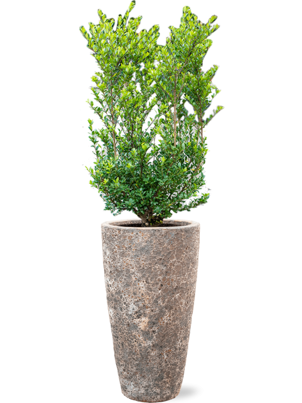 Ansamblu D35xH143cm cu planta naturala Ilex crenata 'Dark Green' in ghiveci Baq Lava all inclusive set cu granule decorative