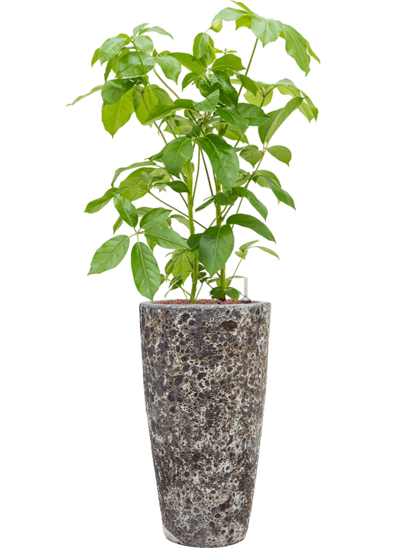 Ansamblu D35xH143cm cu planta naturala Schefflera actinophylla 'Amate' in ghiveci Baq Lava all inclusive set cu granule decorative