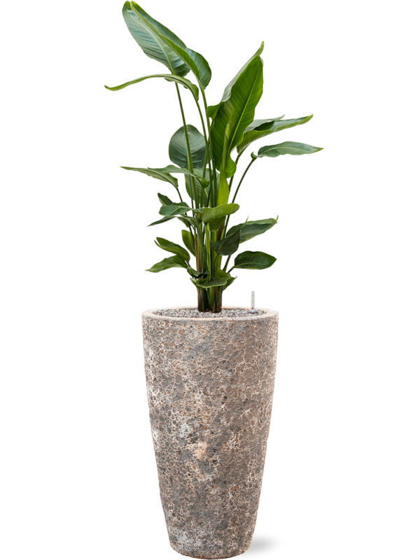 Ansamblu D35xH143cm cu planta naturala Strelitzia nicolai in ghiveci Baq Lava all inclusive set cu granule decorative