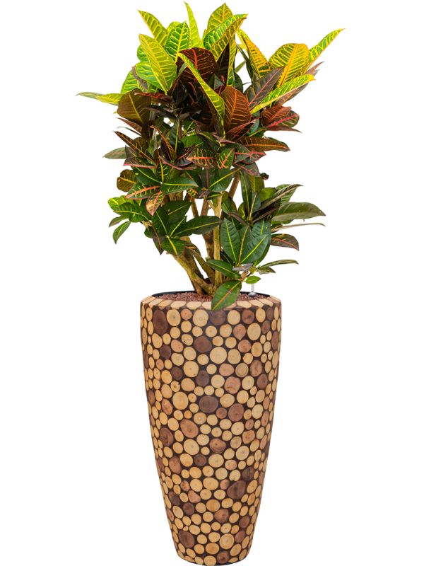 Ansamblu D35xH144cm cu planta naturala Croton (Codiaeum) variegatum 'Petra' in ghiveci Baq Facets Ageless all inclusive set cu granule decorative