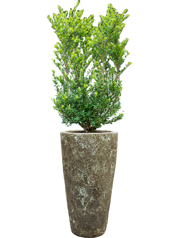 Ansamblu D35xH144cm cu planta naturala Ilex crenata 'Dark Green' in ghiveci Baq Lava all inclusive set cu granule decorative