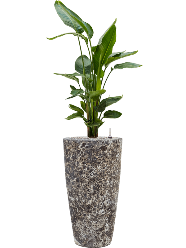 Ansamblu D35xH144cm cu planta naturala Strelitzia nicolai in ghiveci Baq Lava all inclusive set cu granule decorative