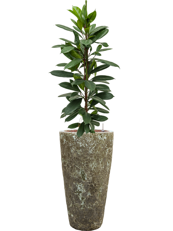 Ansamblu D35xH147cm cu planta naturala Ficus cyathistipula in ghiveci Baq Lava all inclusive set cu granule decorative