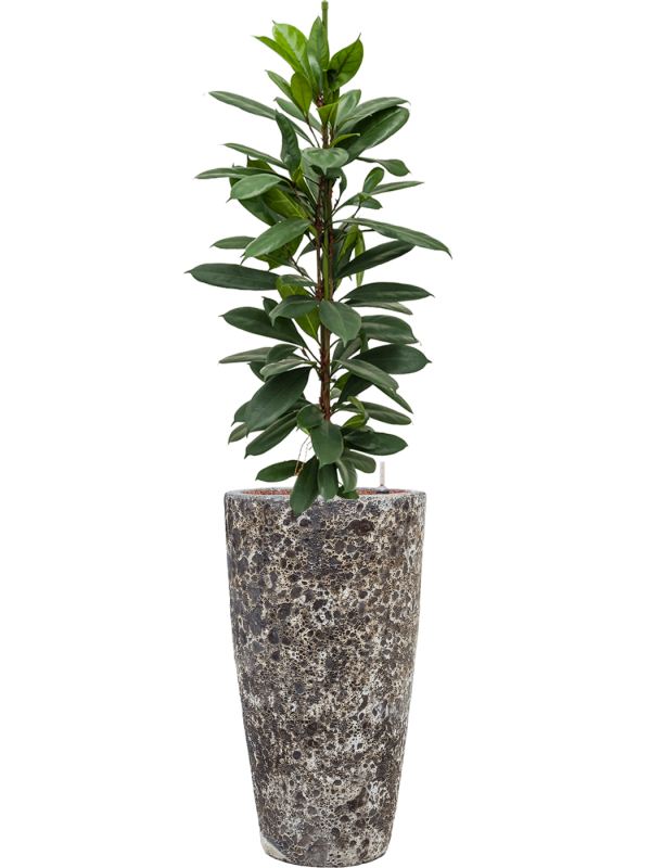 Ansamblu D35xH148cm cu planta naturala Ficus cyathistipula in ghiveci Baq Lava all inclusive set cu granule decorative