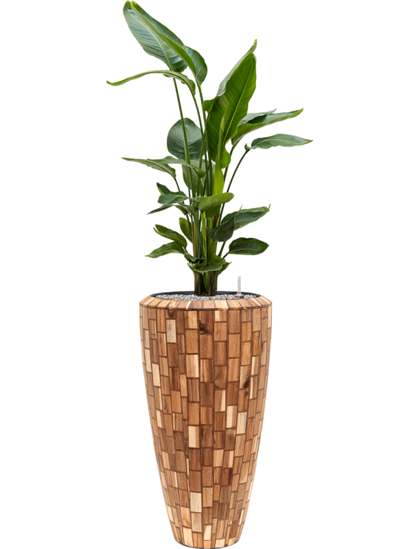 Ansamblu D35xH148cm cu planta naturala Strelitzia nicolai in ghiveci Baq Facets Jenga all inclusive set cu granule decorative