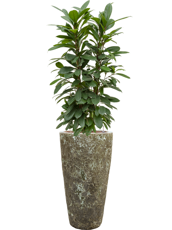 Ansamblu D35xH149cm cu planta naturala Ficus cyathistipula in ghiveci Baq Lava all inclusive set cu granule decorative