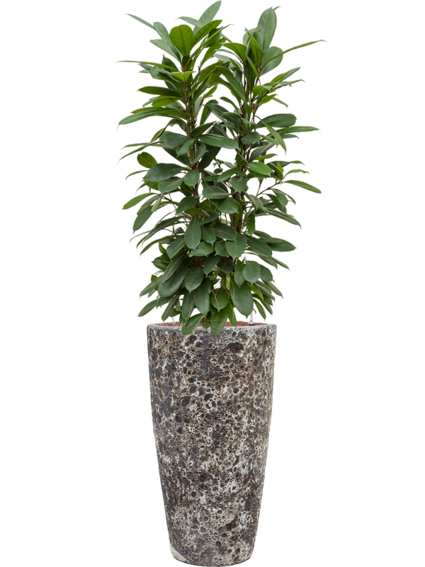 Ansamblu D35xH150cm cu planta naturala Ficus cyathistipula in ghiveci Baq Lava all inclusive set cu granule decorative