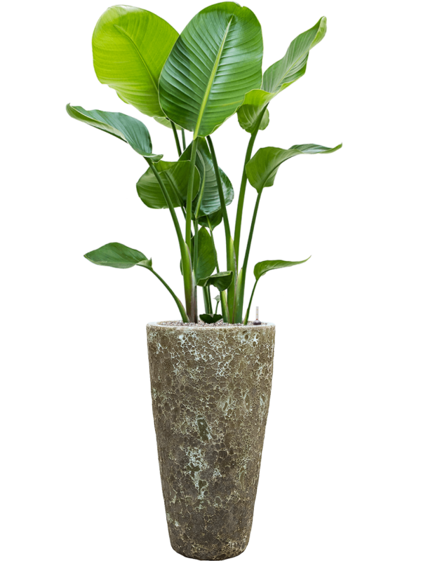 Ansamblu D35xH153cm cu planta naturala Strelitzia nicolai in ghiveci Baq Lava all inclusive set cu granule decorative