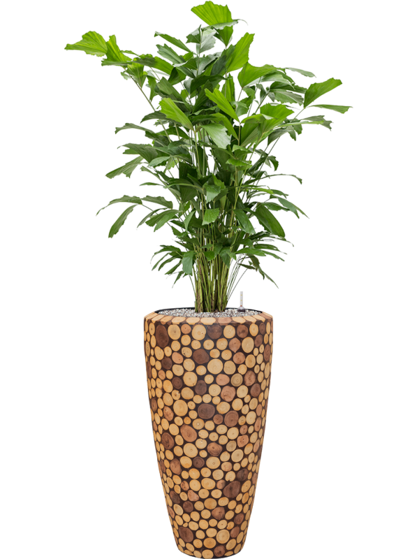 Ansamblu D35xH155cm cu planta naturala Caryota mitis in ghiveci Baq Facets Ageless all inclusive set cu granule decorative
