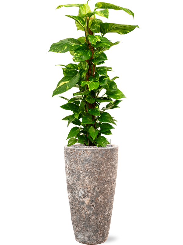 Ansamblu D35xH156cm cu planta naturala Scindapsus (Epipremnum) 'Aureum' in ghiveci Baq Lava all inclusive set cu granule decorative