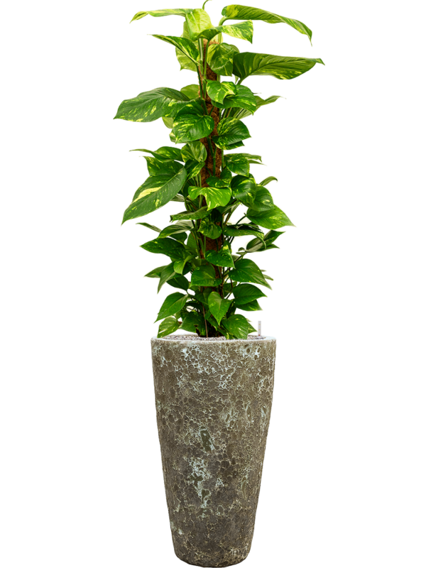 Ansamblu D35xH157cm cu planta naturala Scindapsus (Epipremnum) 'Aureum' in ghiveci Baq Lava all inclusive set cu granule decorative