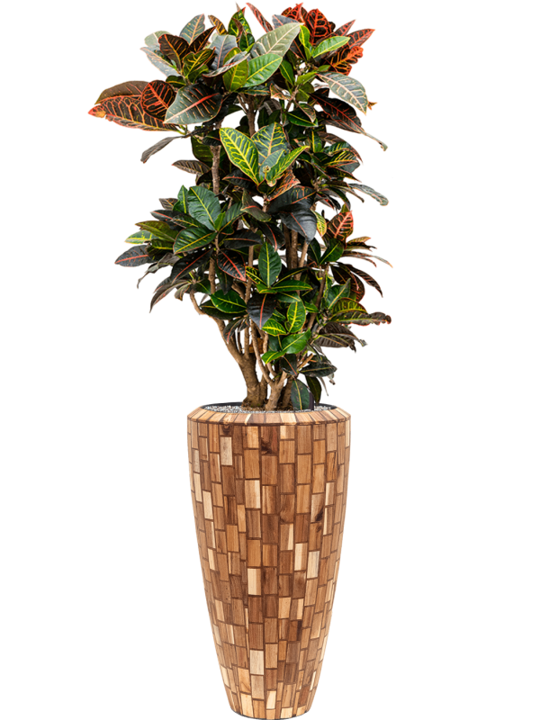 Ansamblu D35xH158cm cu planta naturala Croton (Codiaeum) variegatum 'Petra' in ghiveci Baq Facets Jenga all inclusive set cu granule decorative