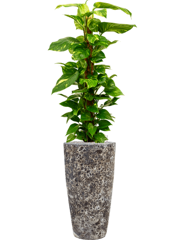 Ansamblu D35xH158cm cu planta naturala Scindapsus (Epipremnum) 'Aureum' in ghiveci Baq Lava all inclusive set cu granule decorative