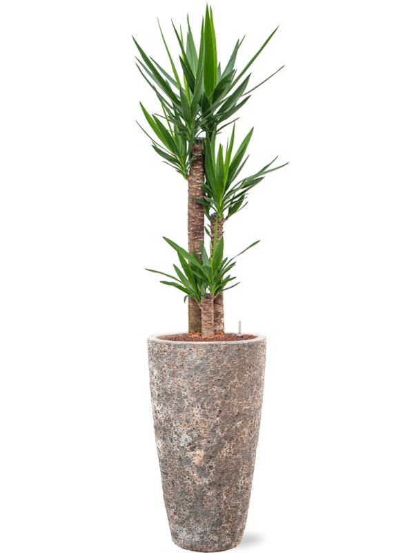 Ansamblu D35xH162cm cu planta naturala Yucca elephantipes in ghiveci Baq Lava all inclusive set cu granule decorative