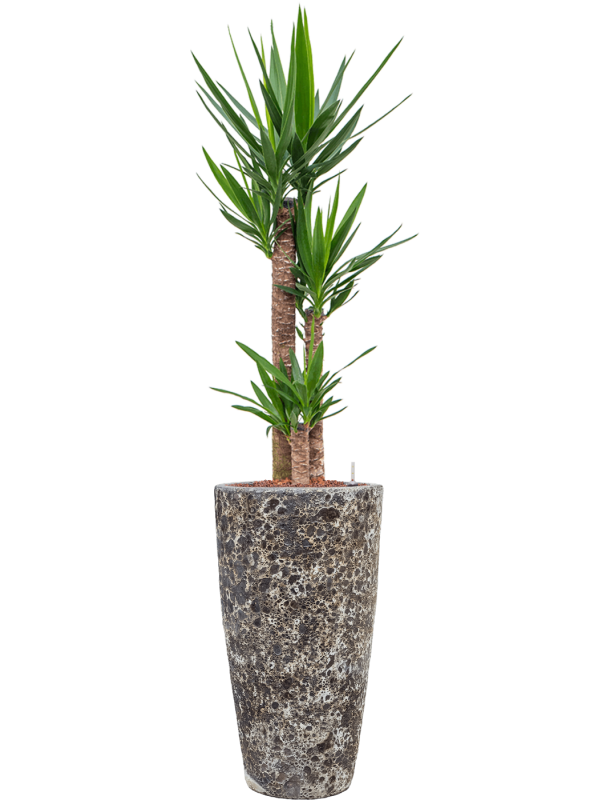 Ansamblu D35xH163cm cu planta naturala Yucca elephantipes in ghiveci Baq Lava all inclusive set cu granule decorative