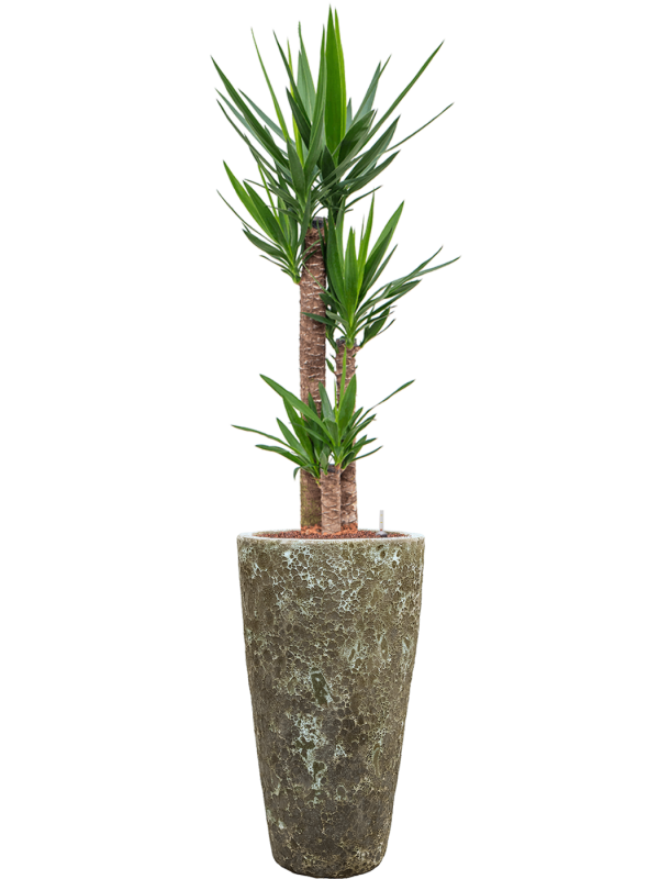 Ansamblu D35xH163cm cu planta naturala Yucca elephantipes in ghiveci Baq Lava all inclusive set cu granule decorative