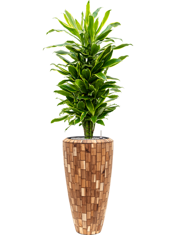 Ansamblu D35xH167cm cu planta naturala Dracaena fragrans 'Golden Coast' in ghiveci Baq Facets Jenga all inclusive set cu granule decorative