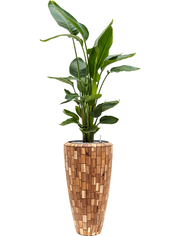 Ansamblu D35xH173cm cu planta naturala Strelitzia nicolai in ghiveci Baq Facets Jenga all inclusive set cu granule decorative