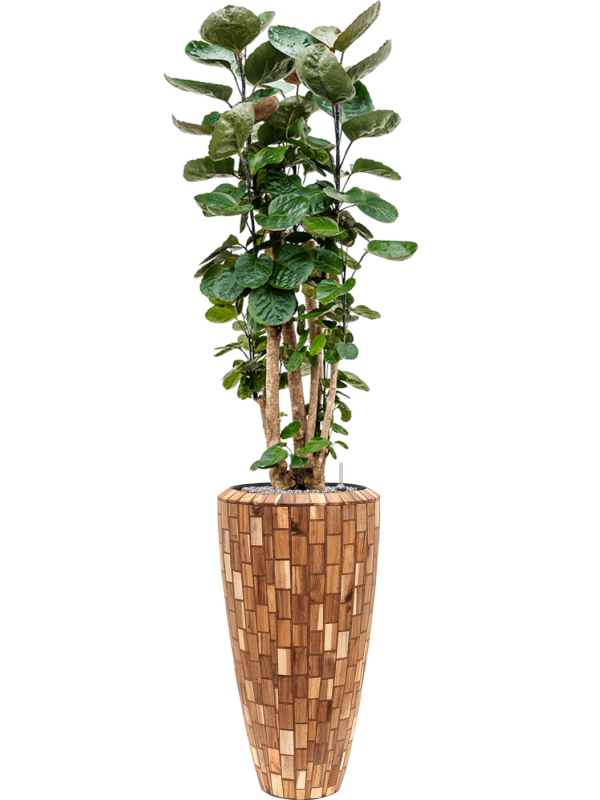 Ansamblu D35xH177cm cu planta naturala Aralia (polyscias) fabian in ghiveci Baq Facets Jenga all inclusive set cu granule decorative