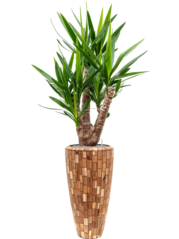 Ansamblu D35xH178cm cu planta naturala Yucca elephantipes in ghiveci Baq Facets Jenga all inclusive set cu granule decorative