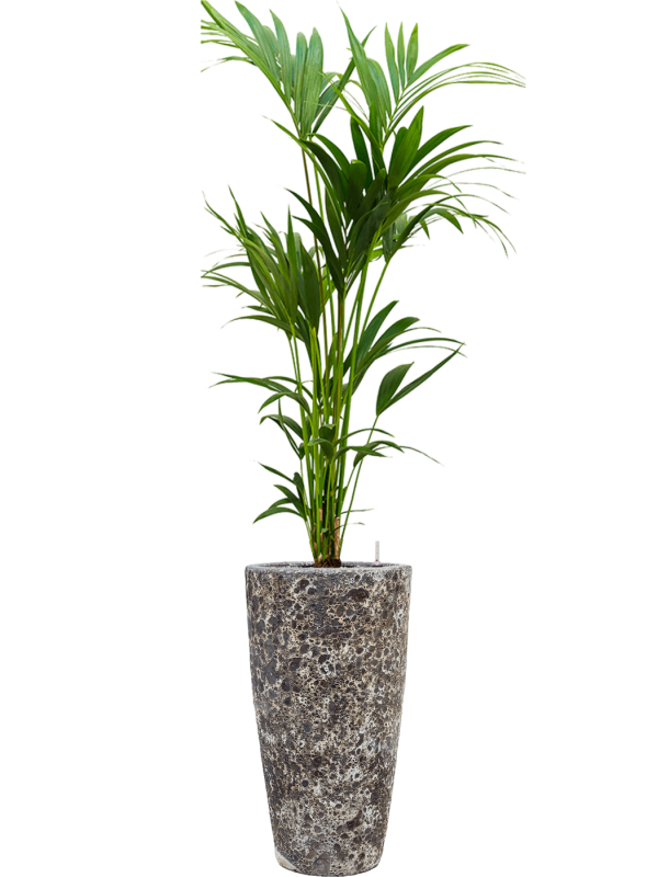 Ansamblu D35xH181cm cu planta naturala Kentia (Howea) forsteriana in ghiveci Baq Lava all inclusive set cu granule decorative