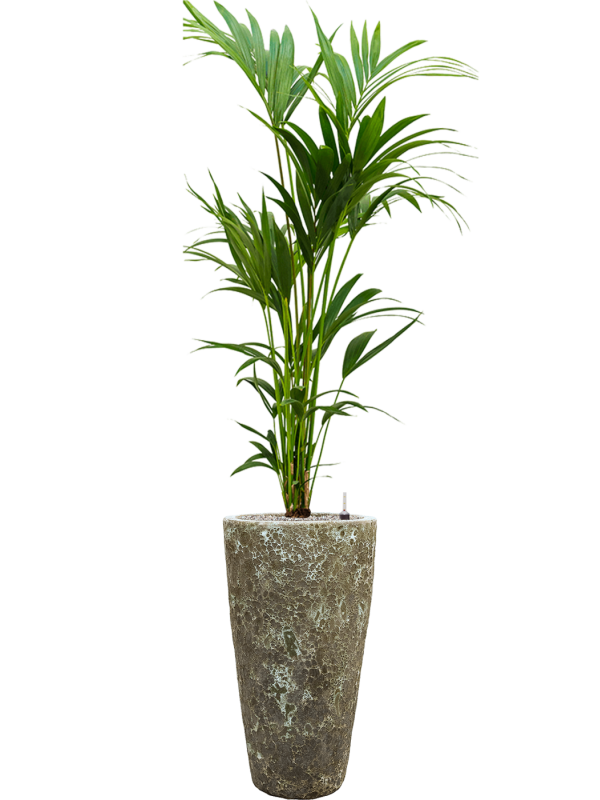 Ansamblu D35xH181cm cu planta naturala Kentia (Howea) forsteriana in ghiveci Baq Lava all inclusive set cu granule decorative