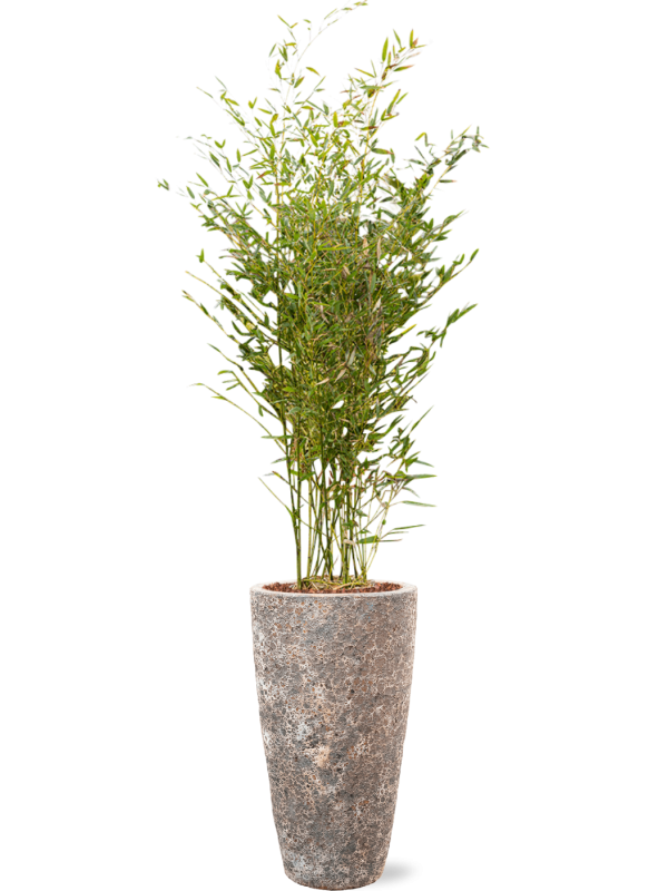 Ansamblu D35xH185cm cu planta naturala Phyllostachys bissetii in ghiveci Baq Lava all inclusive set cu granule decorative